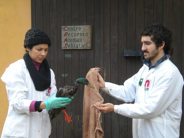 Gasolio nel Lambro